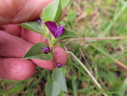 Imagem de Psoralea imbricata (L. fil.) T. M. Salter