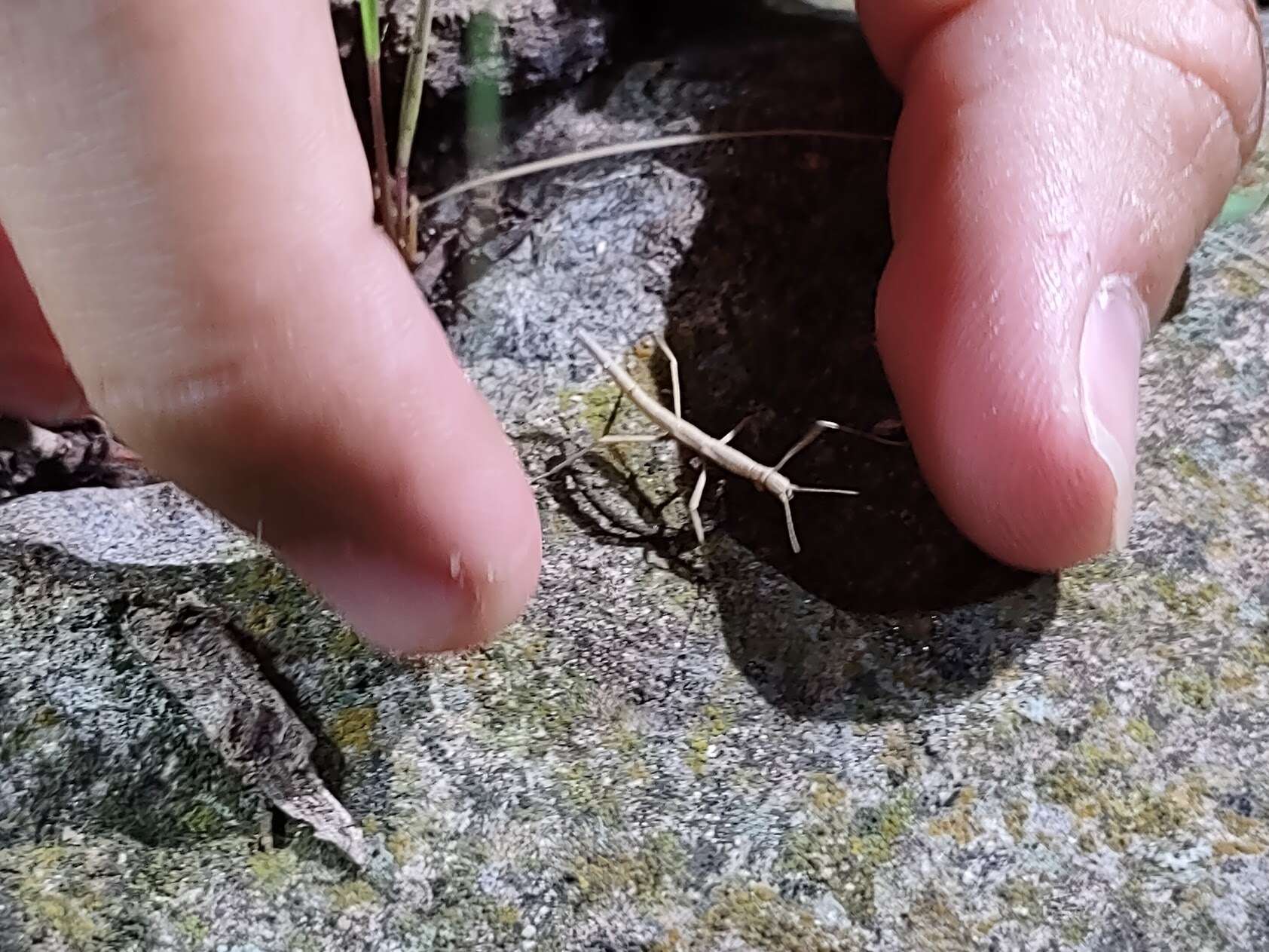 Image of Western Short-horn Walkingstick