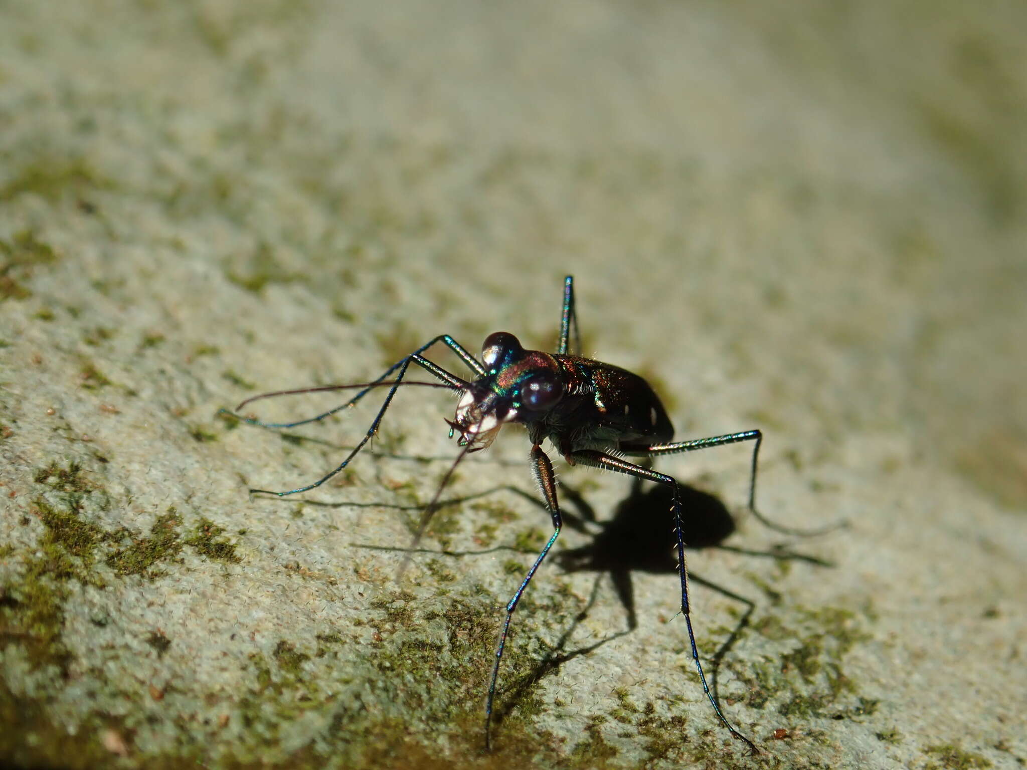 Image of Cylindera (Ifasina) psilica (Bates 1866)