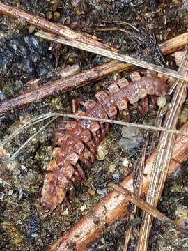 Image of Polydesmus complanatus (Linnaeus 1761)