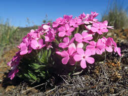 Image of Yreka phlox