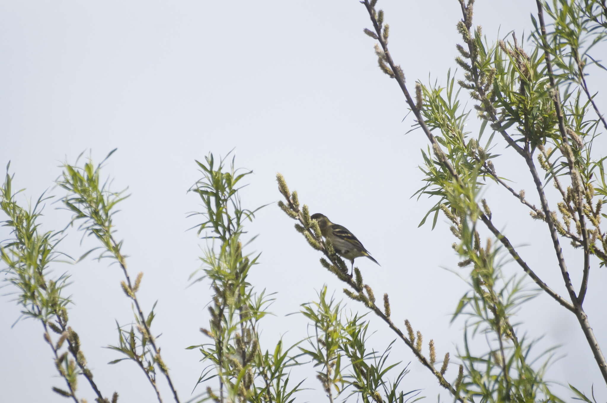 Image of Black-chinned Siskin