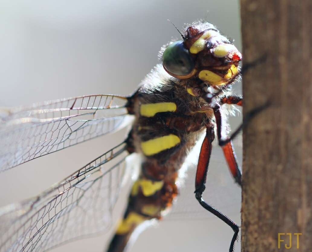 Imagem de Cordulegaster diadema Selys 1868