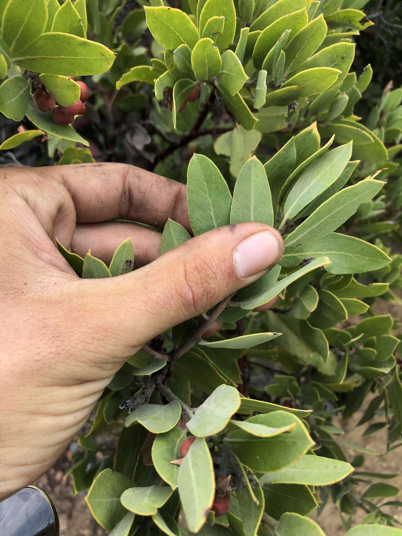 Imagem de Arctostaphylos glandulosa subsp. mollis (J. E. Adams) P. V. Wells