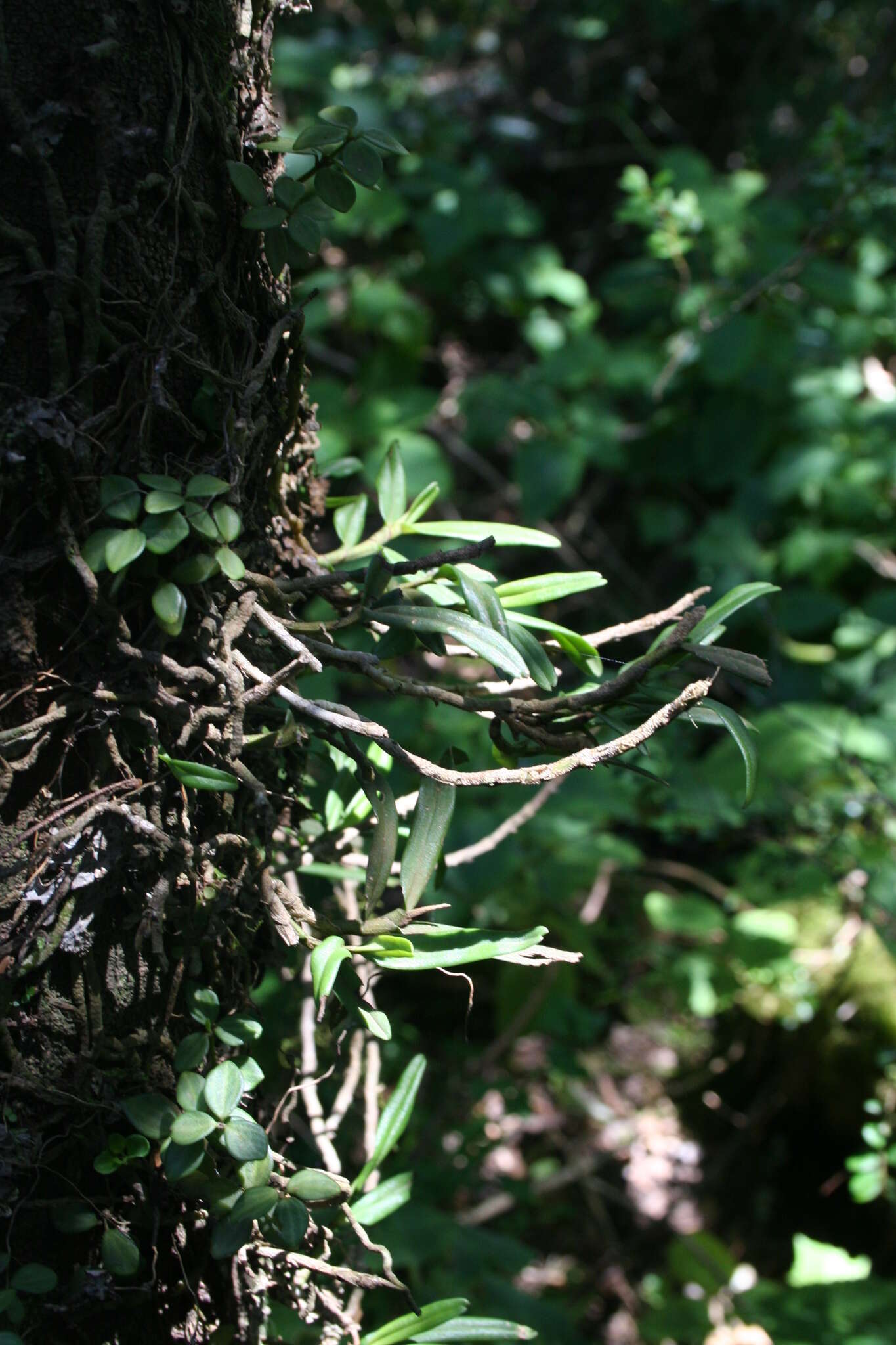 Imagem de Angraecum conchiferum Lindl.