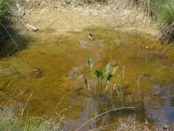 Image of Common Water-plantain