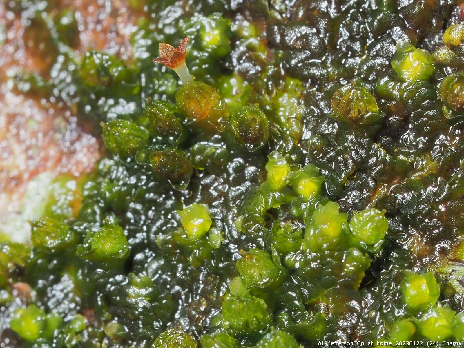 Image of Frullania virginica Lehm.