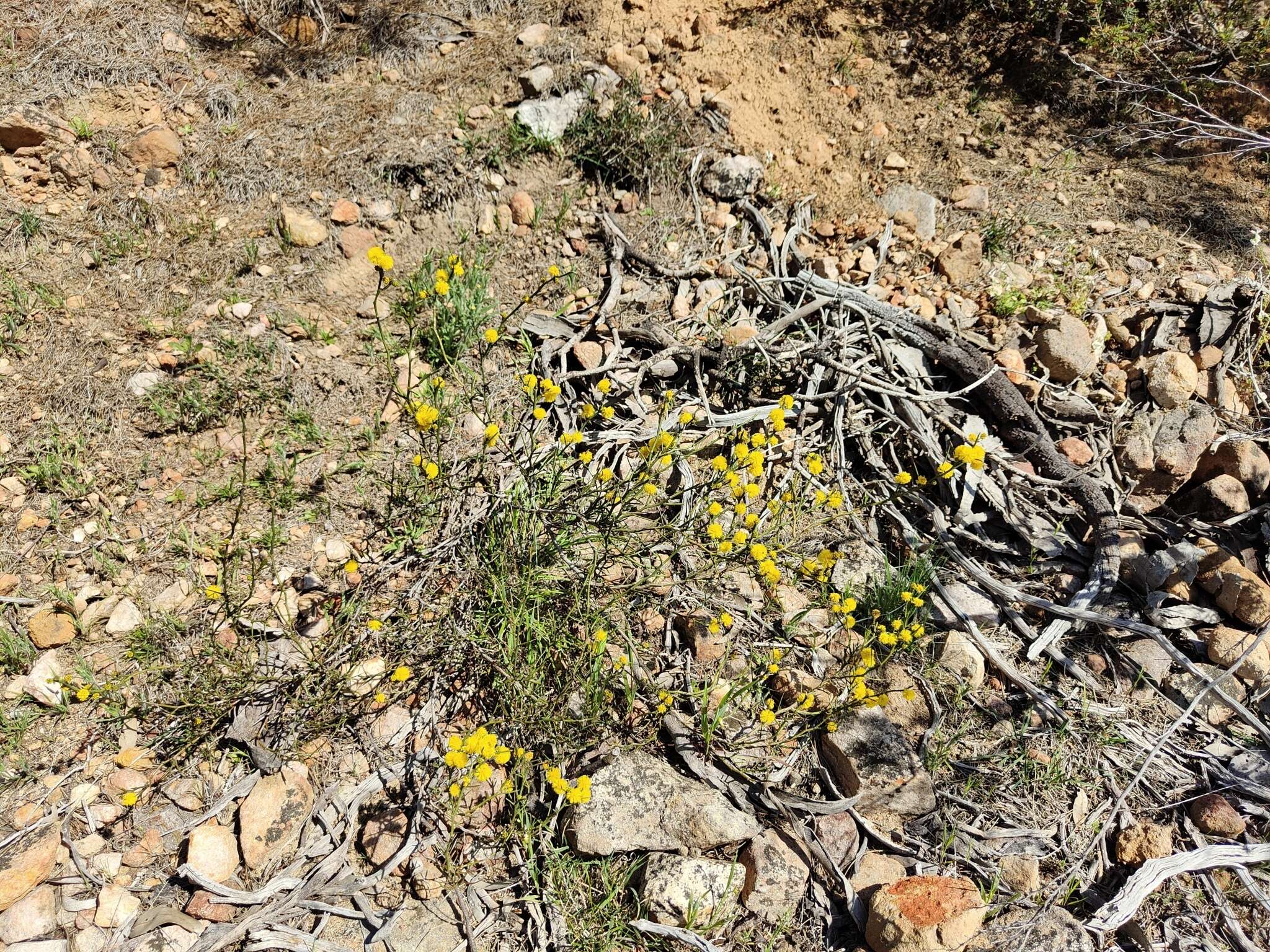 Image de Acacia continua Benth.