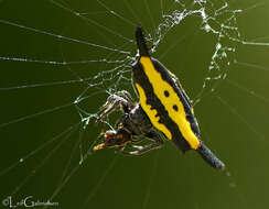 Image of Gasteracantha parangdiadesmia Barrion & Litsinger 1995