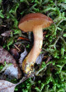 Image of Chalciporus piperatus (Bull.) Bataille 1908