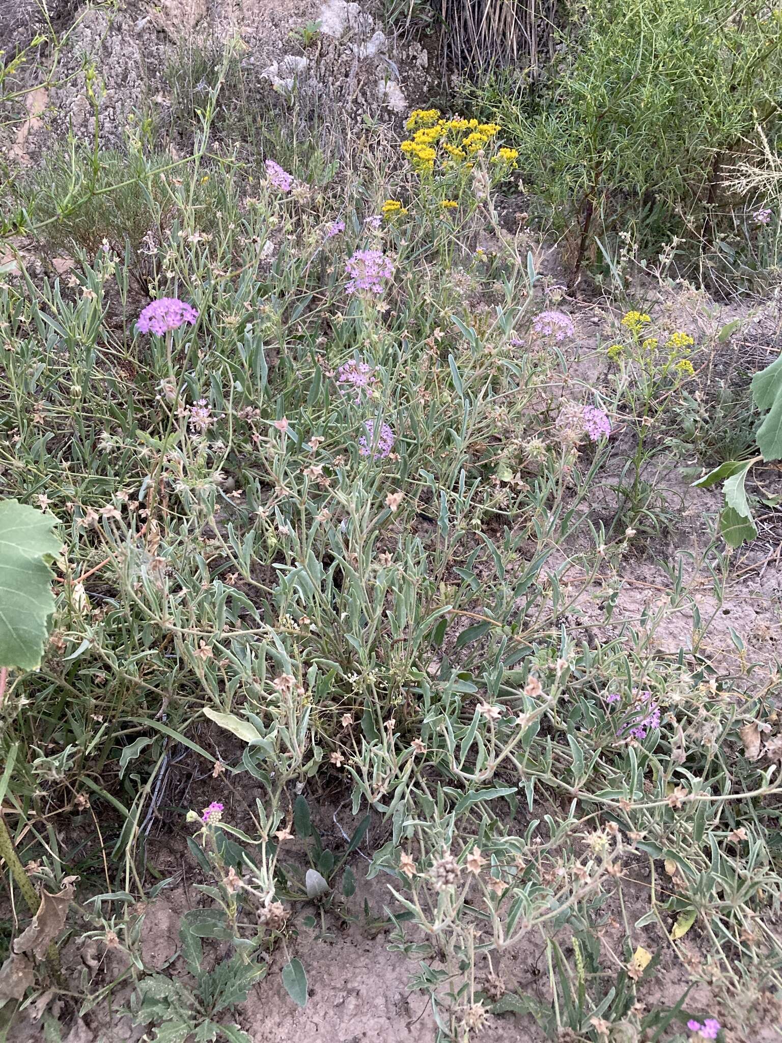 Image of Carleton's sand verbena