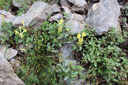 Image of Scutellaria orientalis L.