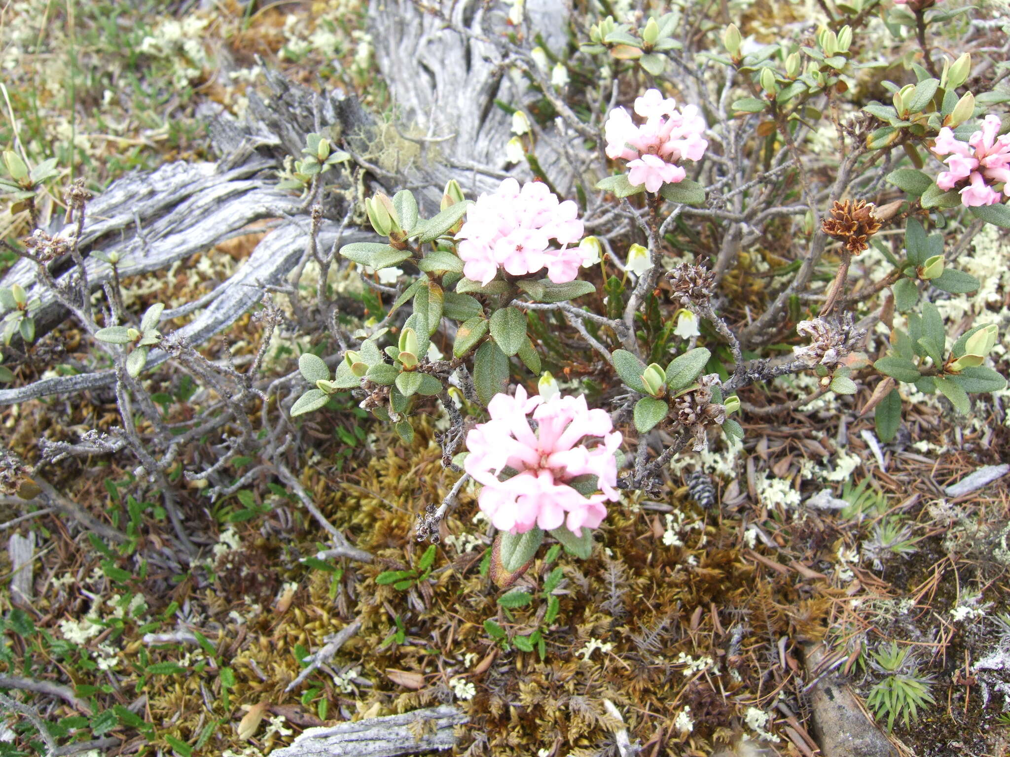 Imagem de Rhododendron adamsii Rehder