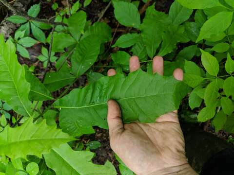 Image de Quercus leana Nutt.