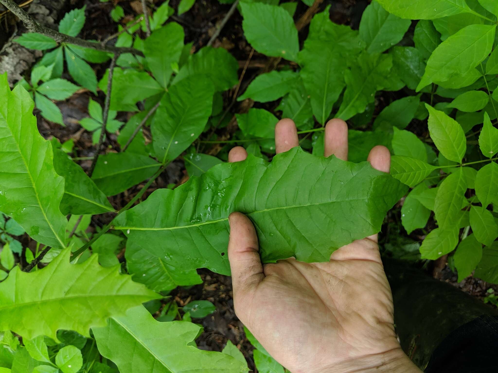 Image of Lea Oak