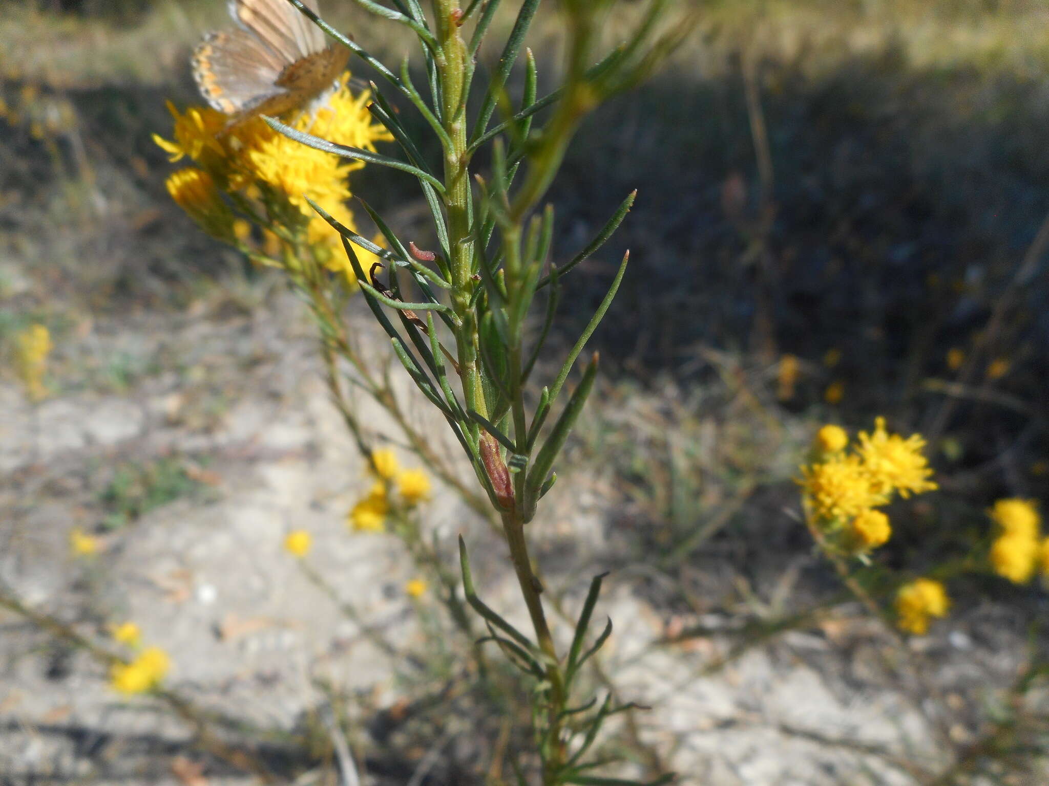 صورة Galatella linosyris (L.) Rchb. fil.