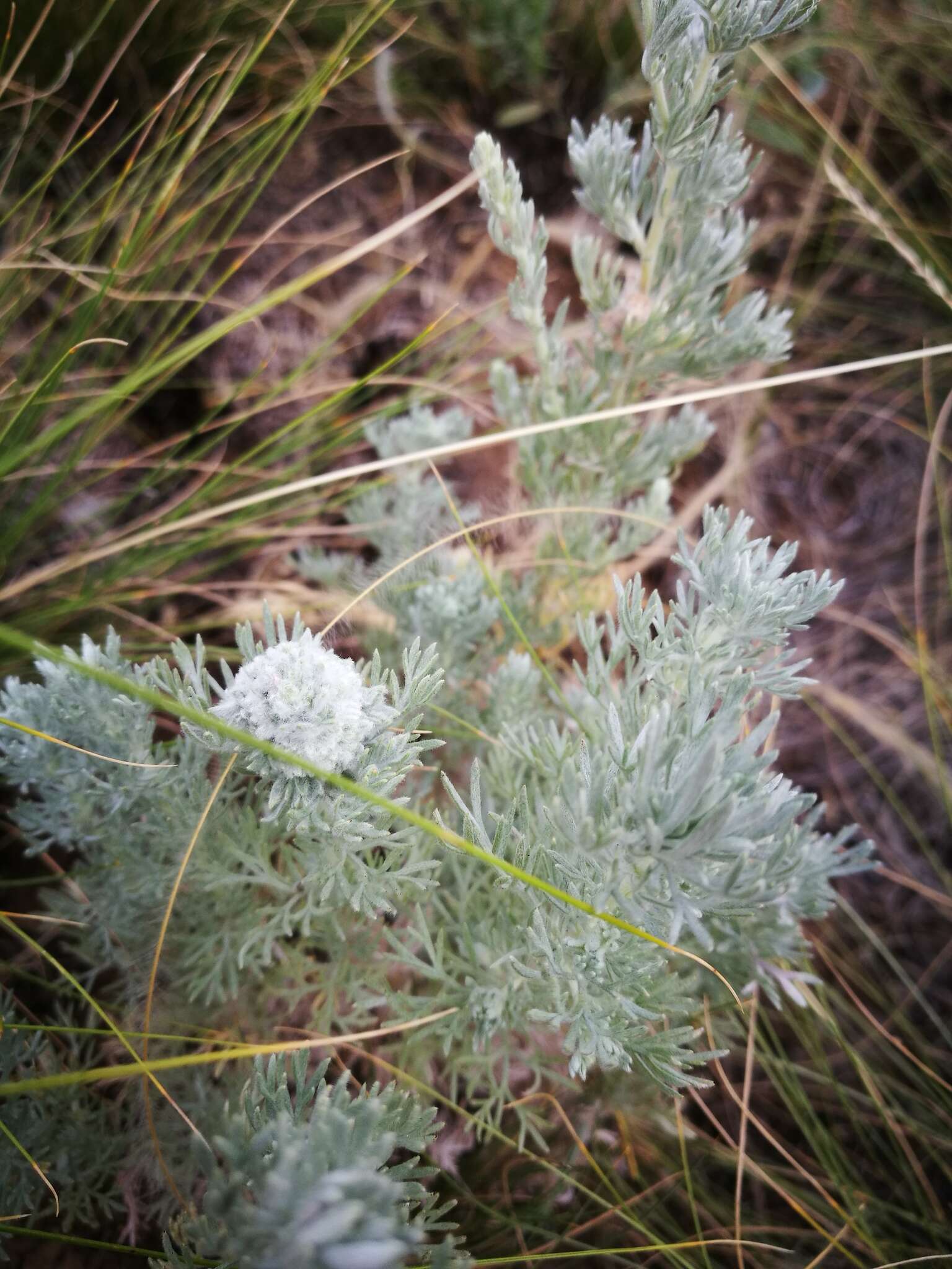 Слика од Artemisia austriaca Jacq.