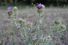 Слика од Cirsium ciliatum (Murray) Moench