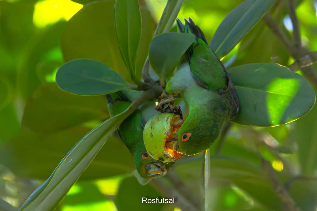 Image of Black-eared Parrotlet