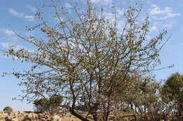 Image of Pyrus syriaca Boiss.