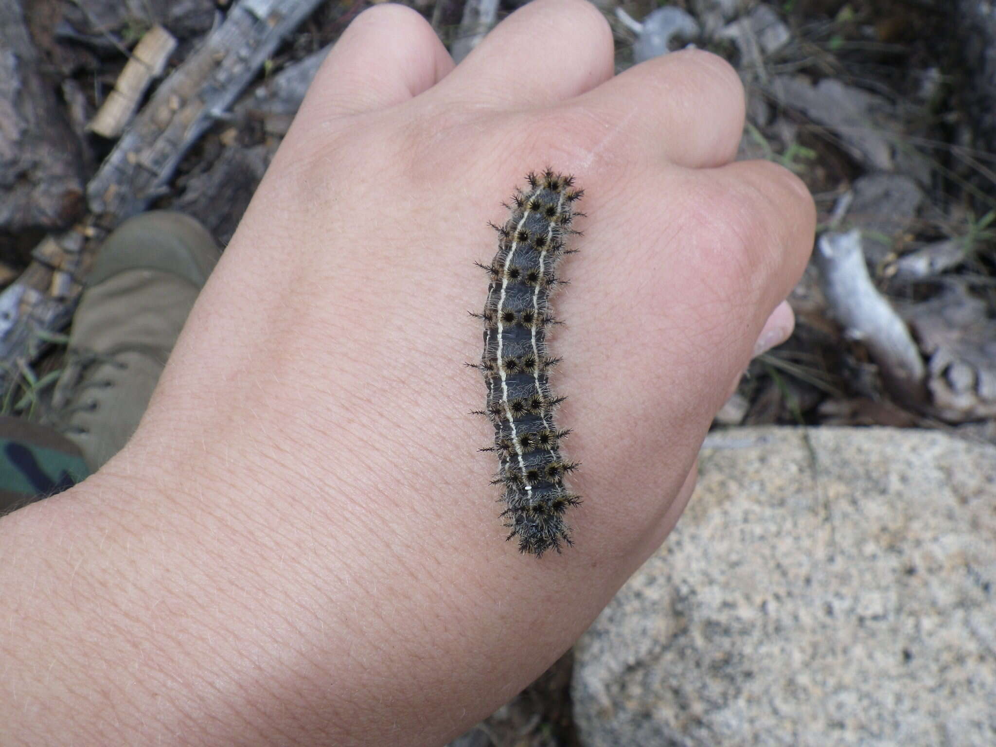 Image of Western Sheepmoth