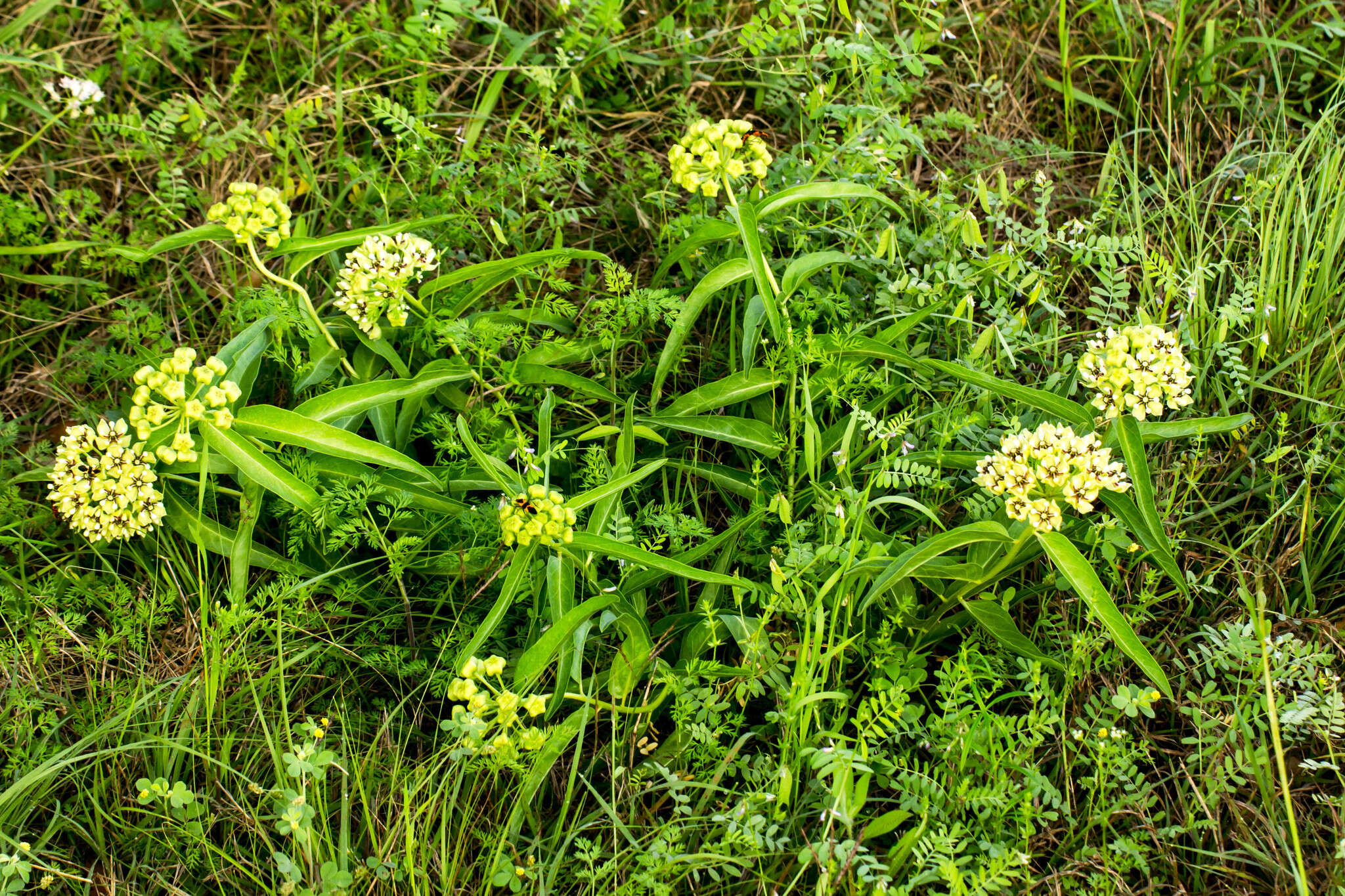 Слика од Asclepias asperula subsp. capricornu (Woods.) Woods.