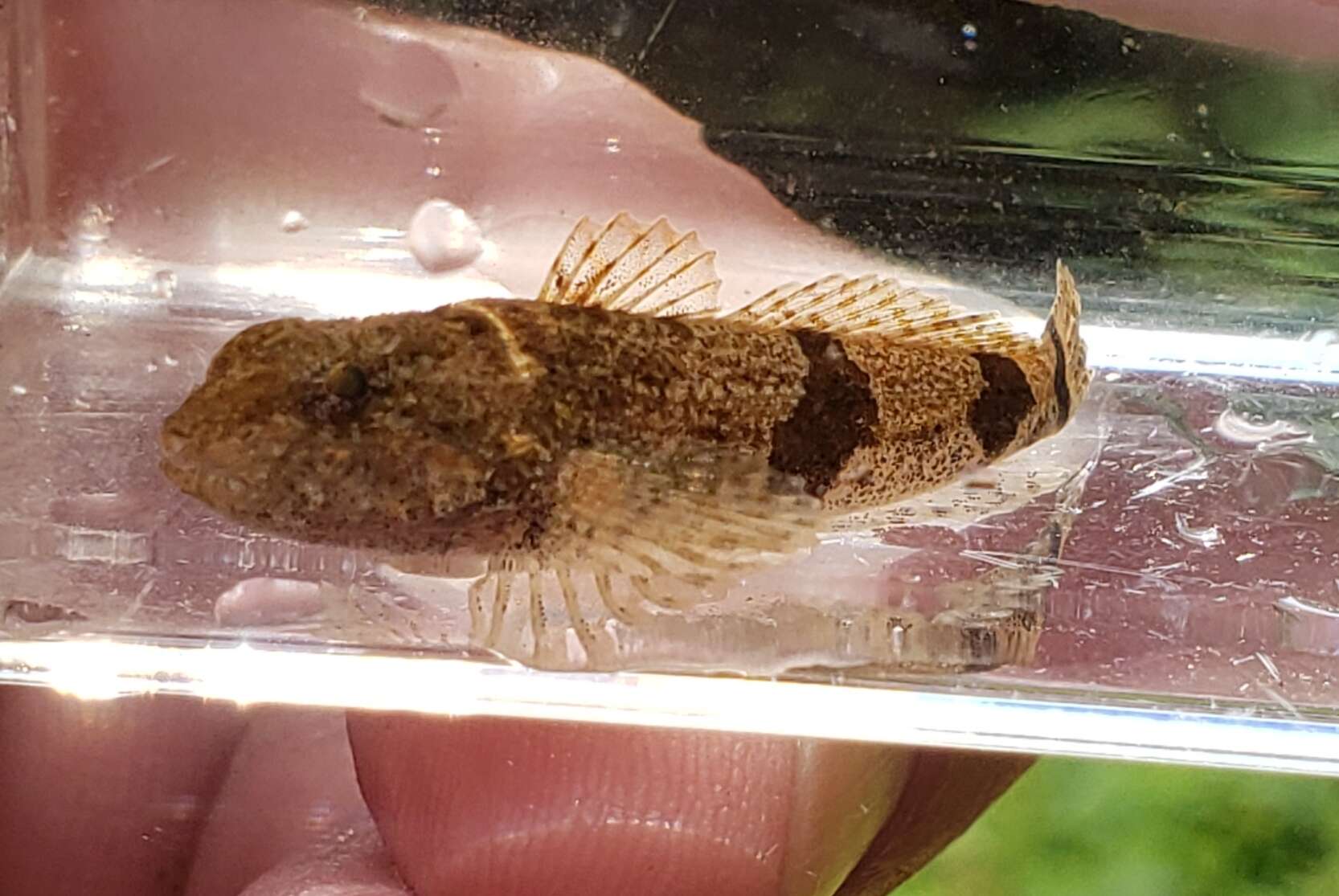 Image of Banded Sculpin