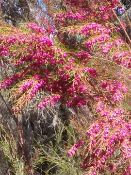 Image of Kalgan Boronia