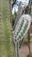 Image of Pilosocereus leucocephalus (Poselg.) Byles & G. D. Rowley