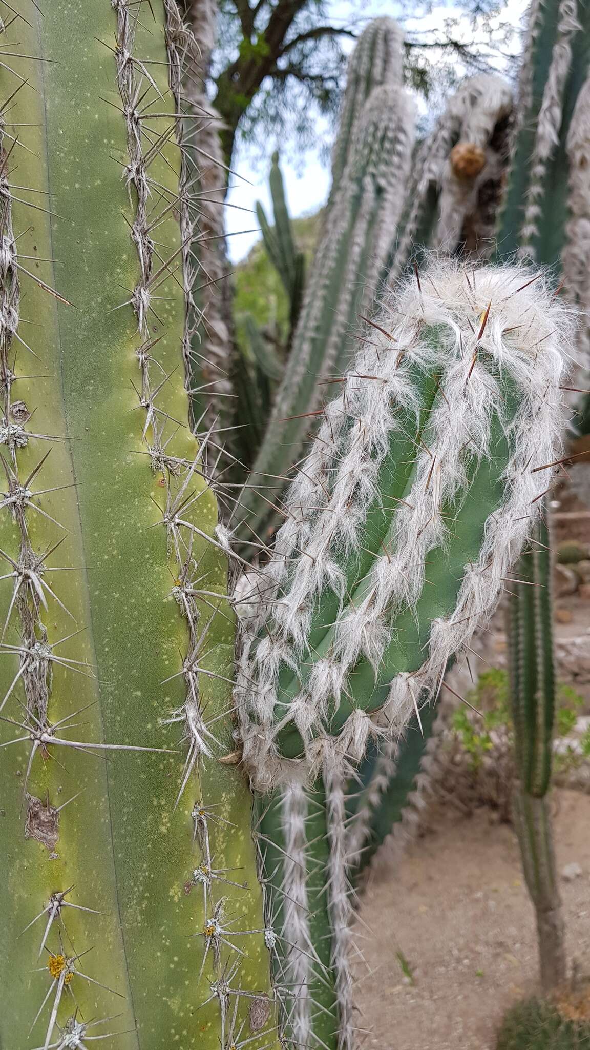 Image of Pilosocereus leucocephalus (Poselg.) Byles & G. D. Rowley