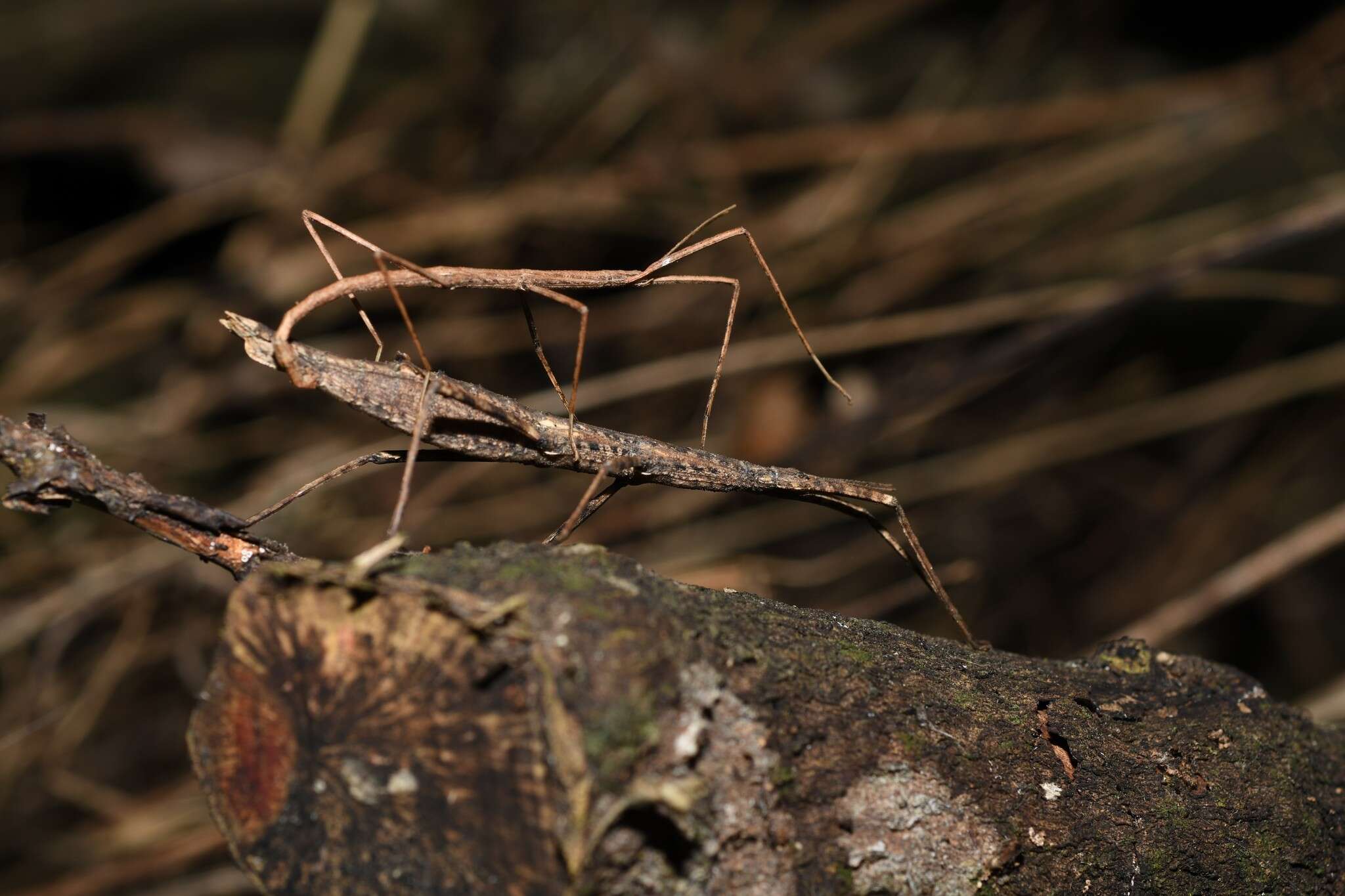 صورة Tectarchus salebrosus (Hutton 1899)