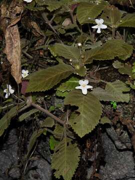 Image of Amalophyllon rupestre Brandegee