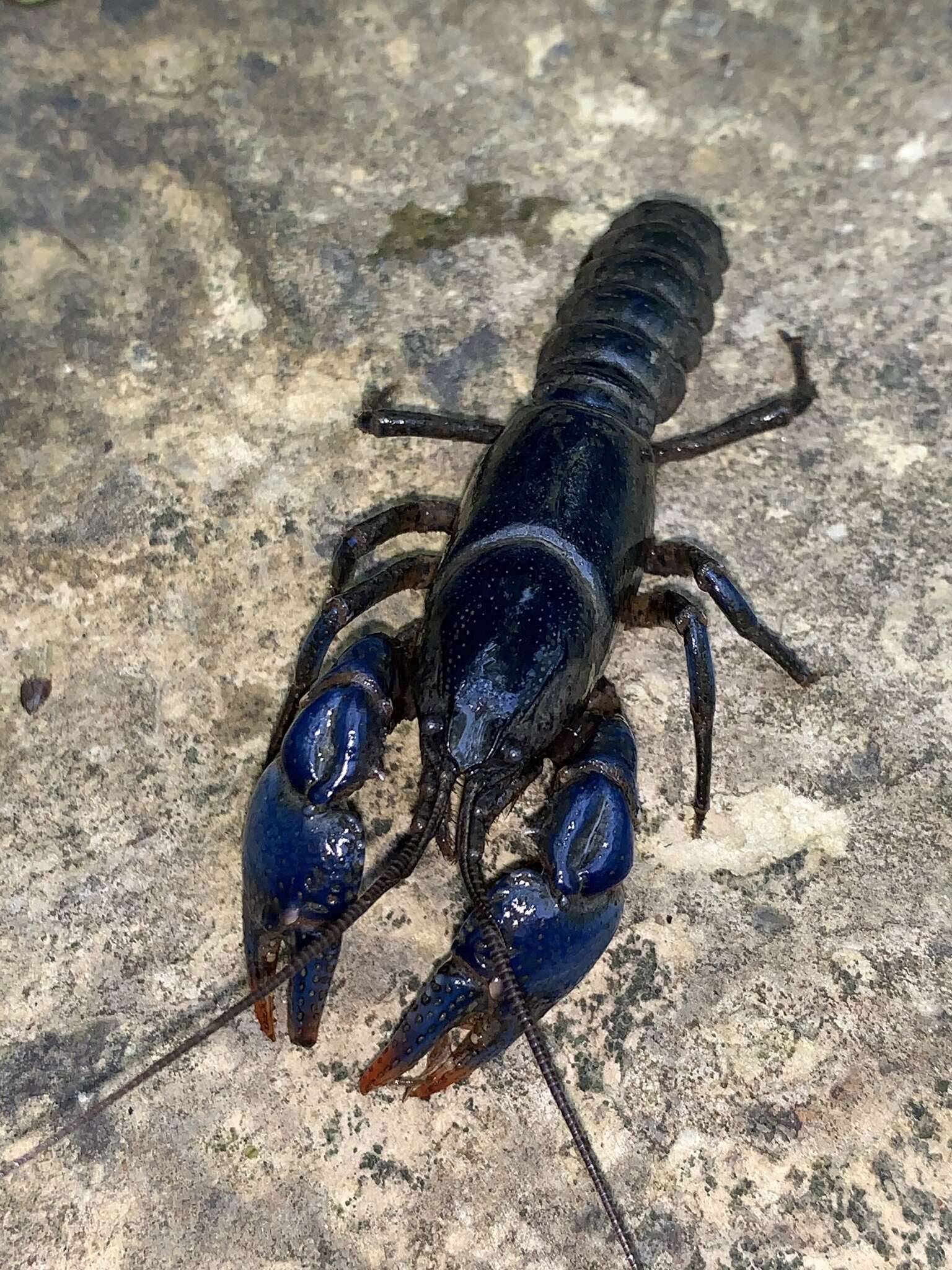 Image of Blue Crayfish