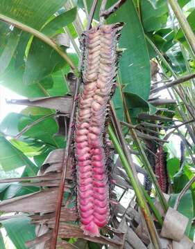 صورة Heliconia mariae Hook. fil.