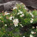 Image of Sannantha pinifolia (Labill.) Peter G. Wilson