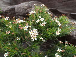 Image of Sannantha pinifolia (Labill.) Peter G. Wilson