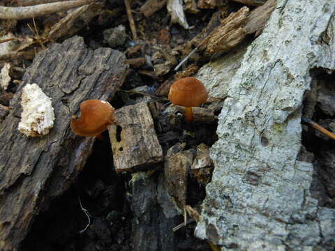 Image of Marasmius cohaerens (Pers.) Cooke & Quél. 1878