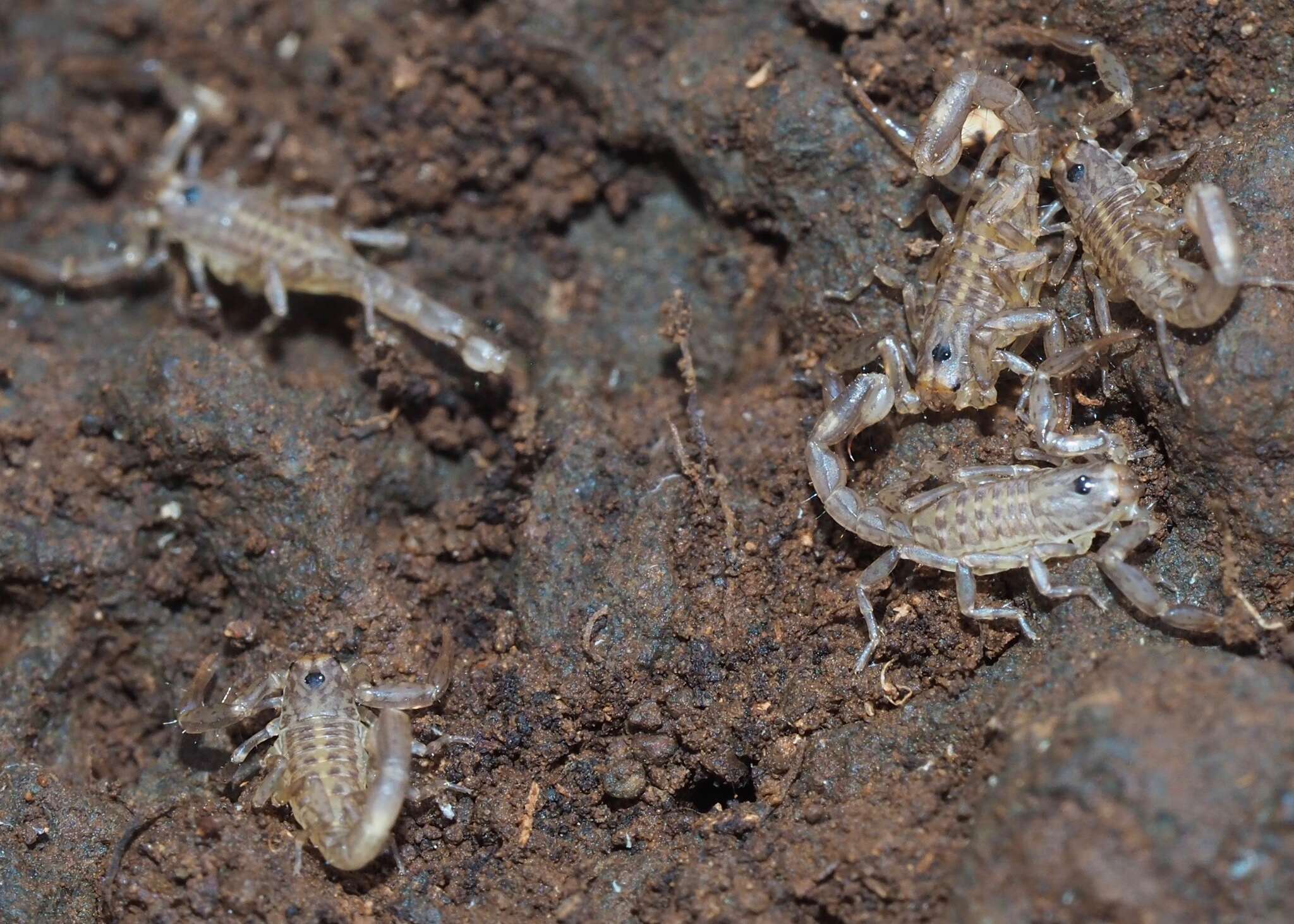 Image of Hadruroides galapagoensis Maury 1975