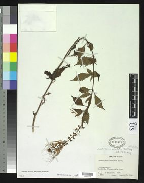 Image of <i>Orthosiphon aristatus</i> (Blume) Miq.