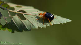 Image of Tomapoderus ruficollis (Fabricius & J. C. 1781)