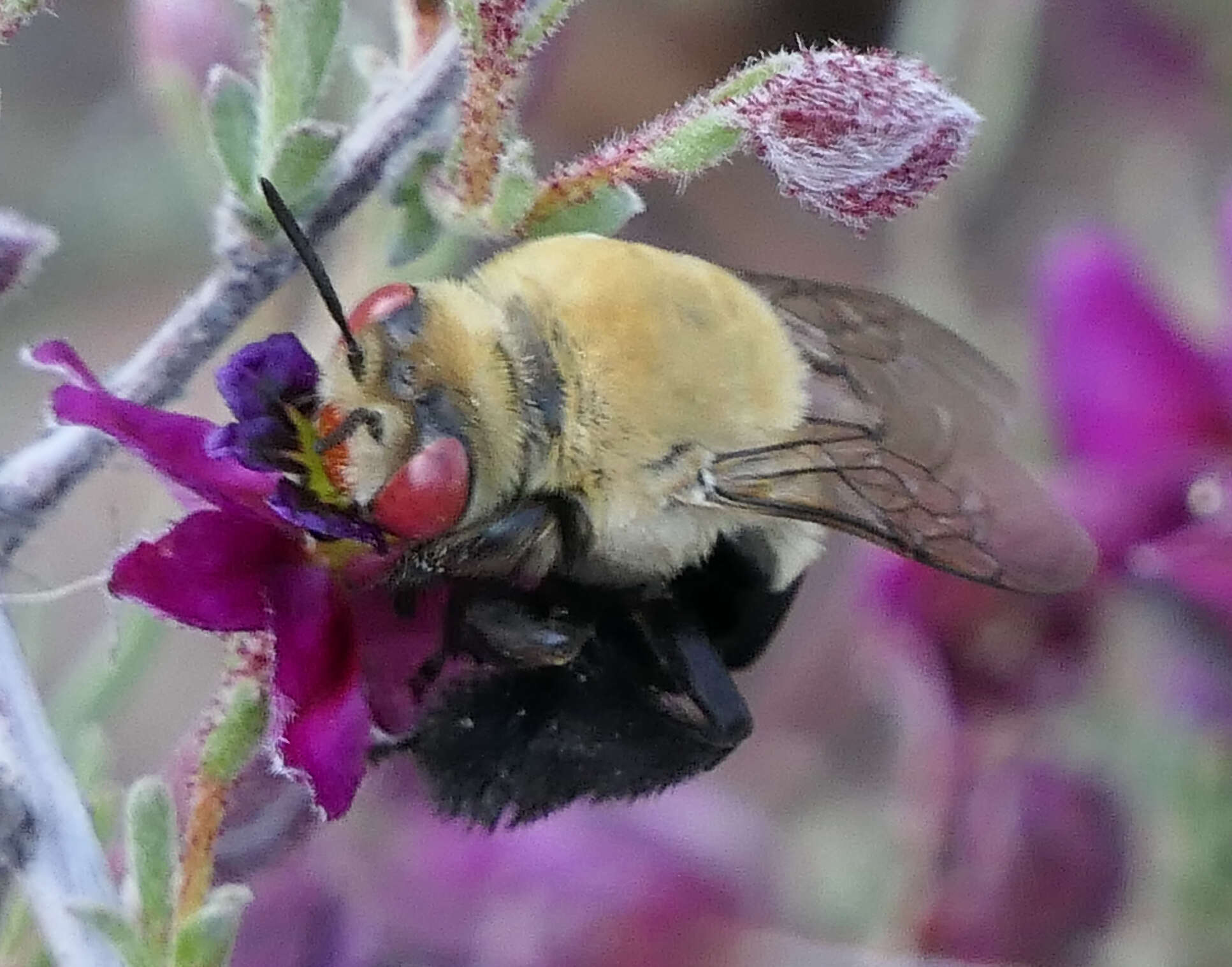 Plancia ëd Centris caesalpiniae Cockerell 1897