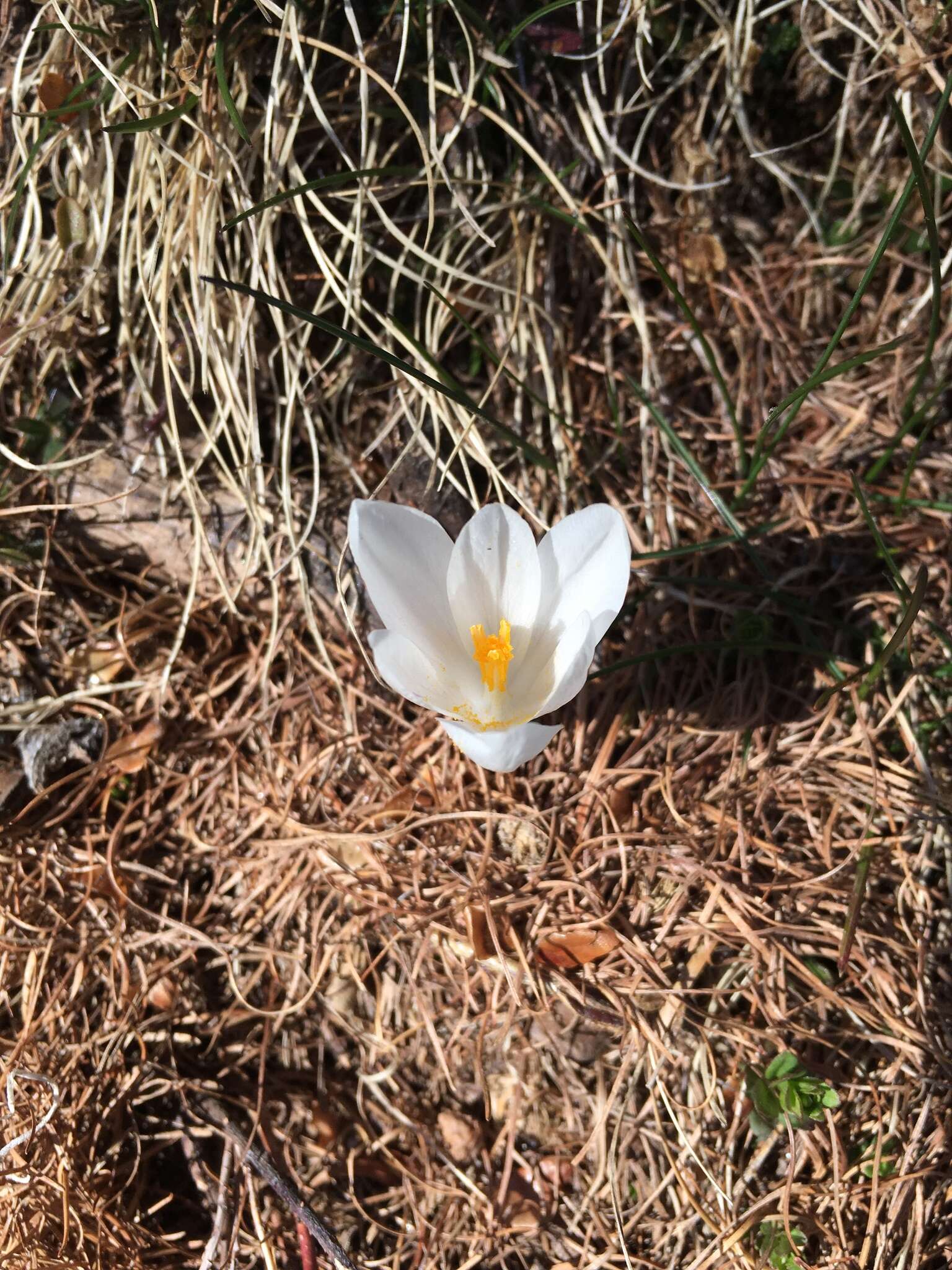 Image of dutch crocus, spring crocus