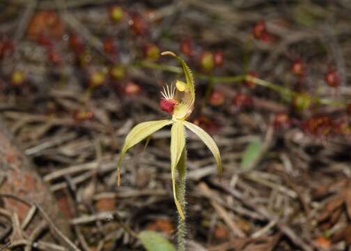 Image of Judy's spider orchid