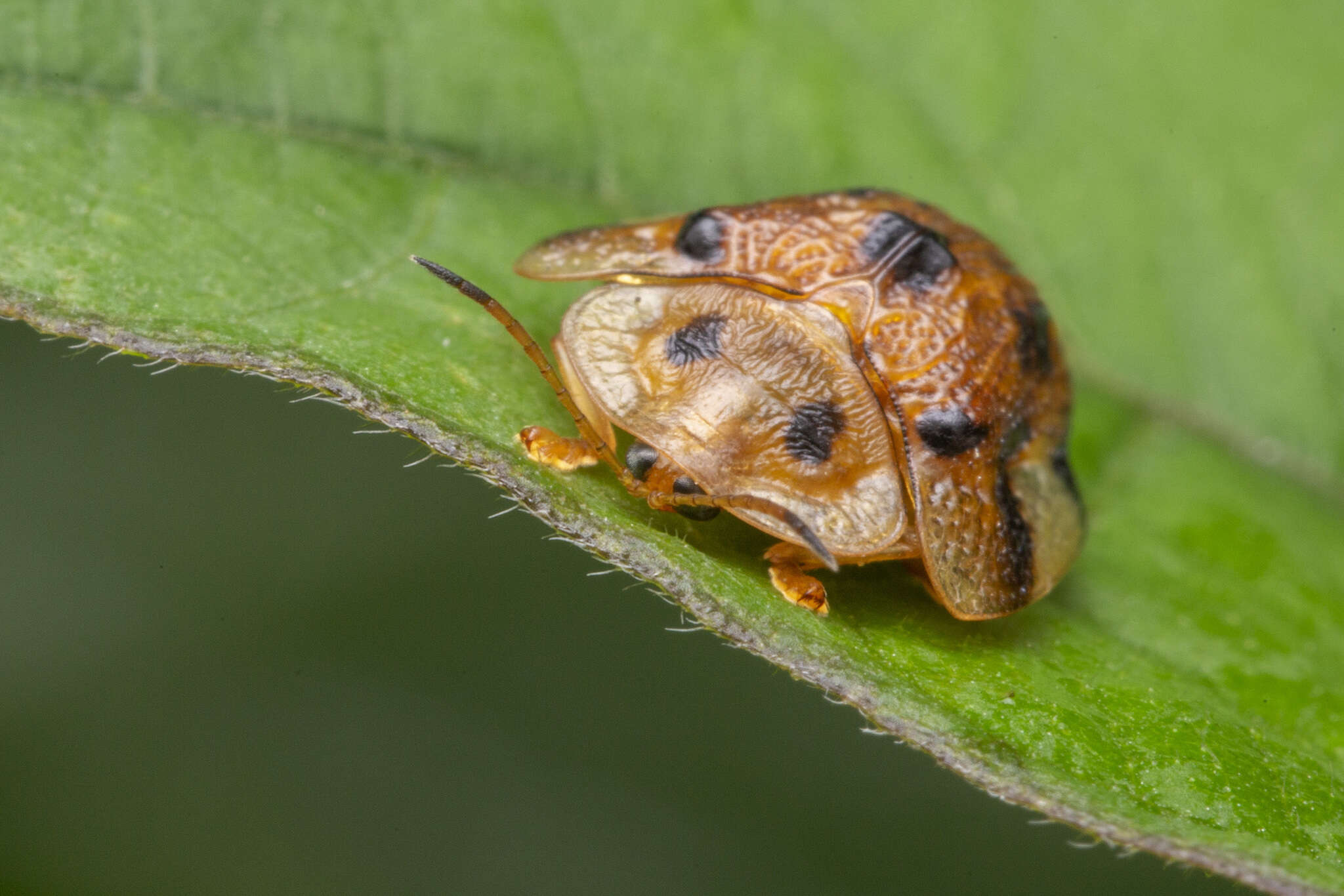 Laccoptera (Laccopteroidea) nepalensis Boheman 1855的圖片