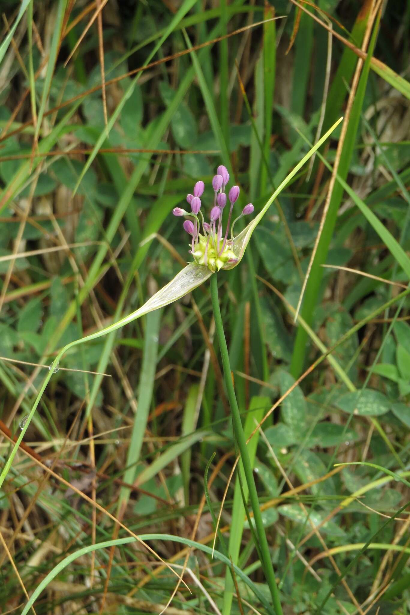 Image of Allium carinatum subsp. carinatum