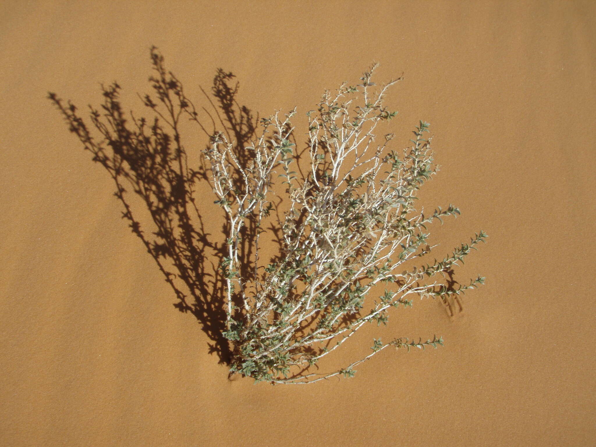 Image of Moltkiopsis ciliata (Forsk.) I. M. Johnst.