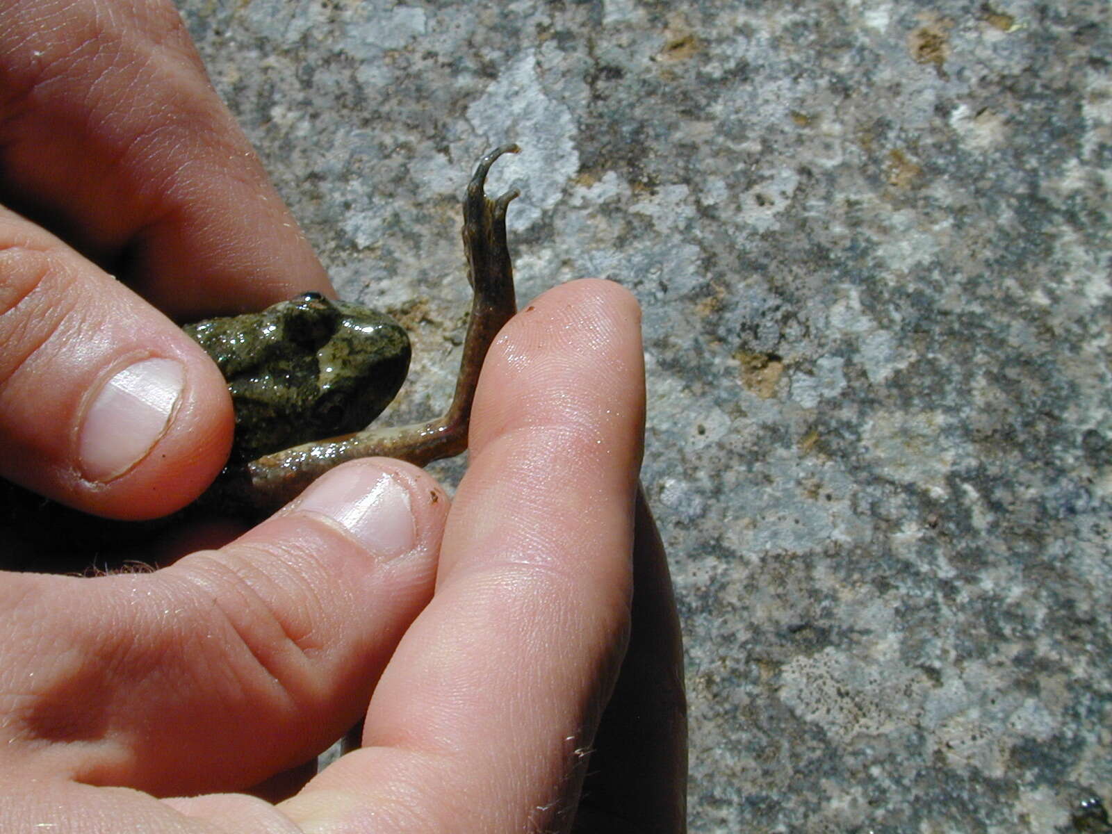 Image of Corsican Painted Frog