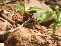 Image of Tropidurus azurduyae Carvalho, Rivas, Céspedes & Rodrigues 2018