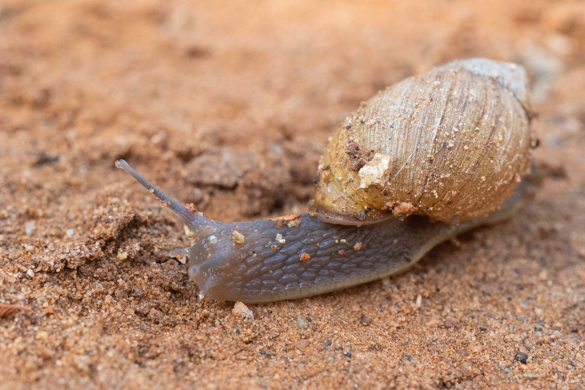 Image of Plectostylus chilensis