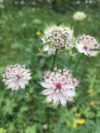 Imagem de Astrantia major L.